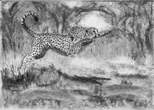 gepard.jpg