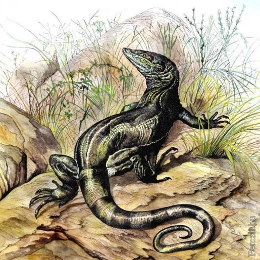 varanusgriseus.jpg